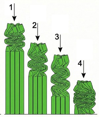 Four drops illustration